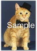 CATN08.jpg